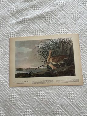 🖤 5/$25 Vintage Long-Billed Curlew Bird Print - Earth Tones